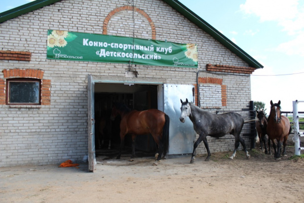 Спк детскосельский. Совхоз Детскосельский. КСК Детскосельский. Племзавод Детскосельский.